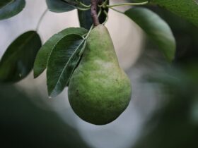 Metodi di analisi per l'ottimizzazione della maturazione della frutta in cucina.