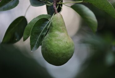 Metodi di analisi per l'ottimizzazione della maturazione della frutta in cucina.