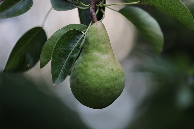 Metodi di analisi per l'ottimizzazione della maturazione della frutta in cucina.