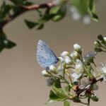 I Benefici del Pascolo Rotazionale per il Suolo e la Biodiversità