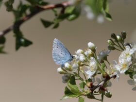 I Benefici del Pascolo Rotazionale per il Suolo e la Biodiversità