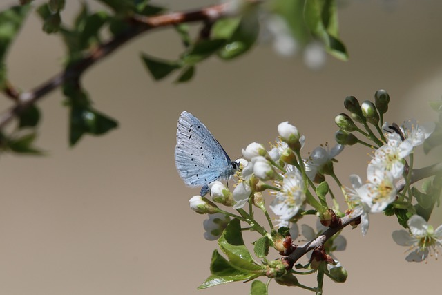 I Benefici del Pascolo Rotazionale per il Suolo e la Biodiversità