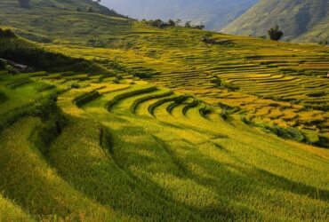 L'Importanza dei Microrganismi del Suolo per la Produttività Agricola