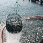 Acquacoltura Sostenibile