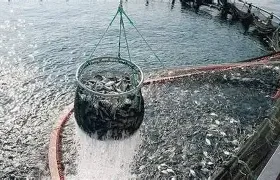 Acquacoltura Sostenibile