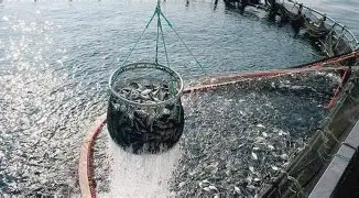 Acquacoltura Sostenibile