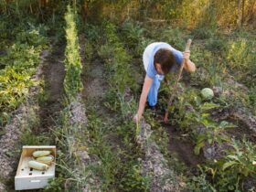 Agricoltura Rigenerativa