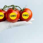 Alimenti GMO