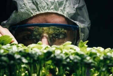 Allevamento di Insetti: Una Soluzione Sostenibile per la Sicurezza Alimentare