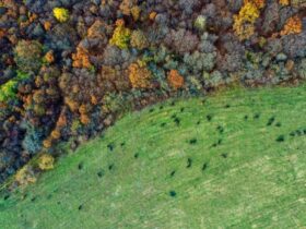 Le Mani nella Terra: Corsi di Giardinaggio e Coltivazione