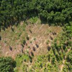 La Deforestazione in Agricoltura