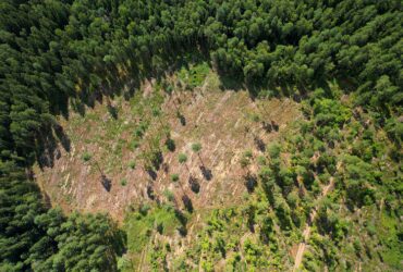 La Deforestazione in Agricoltura