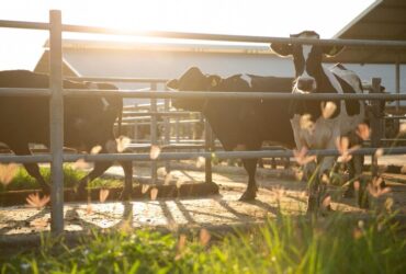 Fai la Scelta Ecologica: I Benefici Ambientali del Biologico