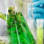 Principi di Microbiologia nella Fermentazione dei Cibi