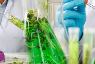 Principi di Microbiologia nella Fermentazione dei Cibi