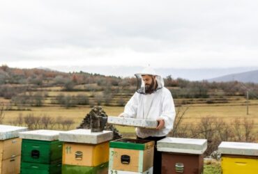 Salvare le Api Salvare l'Agricoltura