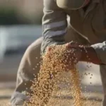 Soia: Colture Controverse e l'Impatto sull'Ambiente