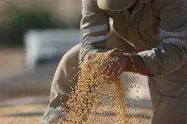 Soia: Colture Controverse e l'Impatto sull'Ambiente