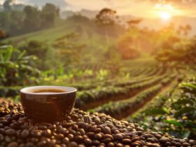 Sostenibilità del Caffè: Dalla Pianta alla Tazzina
