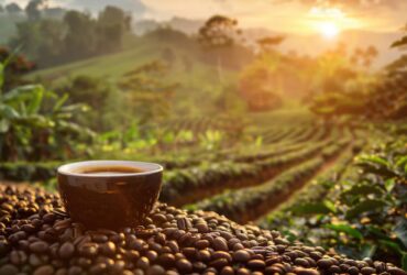 Sostenibilità del Caffè: Dalla Pianta alla Tazzina