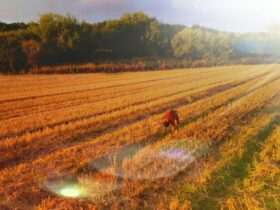 Stagioni Agricole