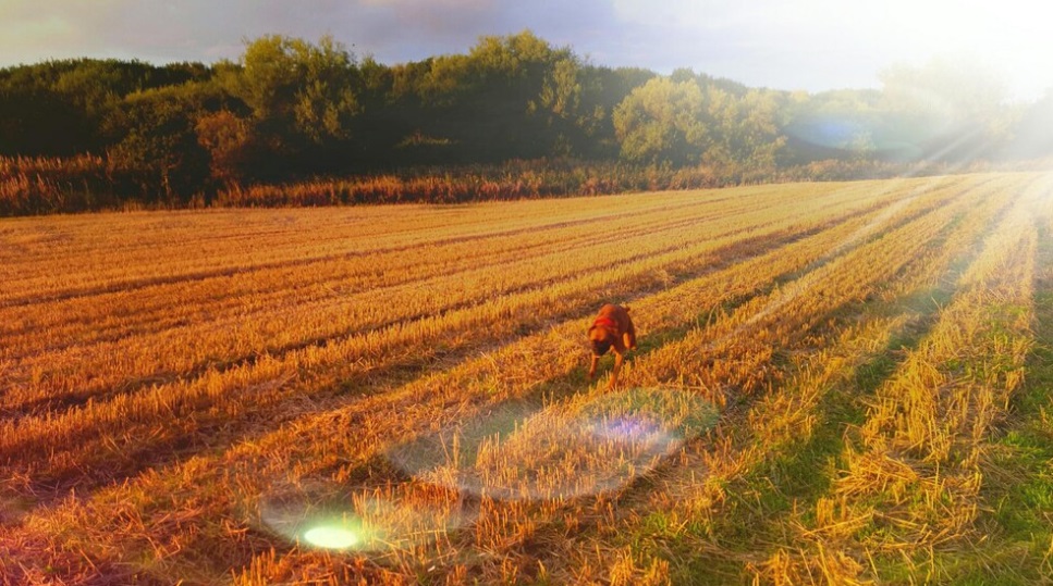 Stagioni Agricole