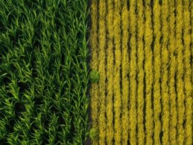 Ridurre l'Impatto del Trasporto Alimentare attraverso la Logistica Verde