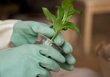 La Lotta Biologica contro i Parassiti: Strategie Efficaci e Sostenibili