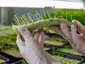 Sviluppo di Mercati Locali per Prodotti Agricoli Sostenibili