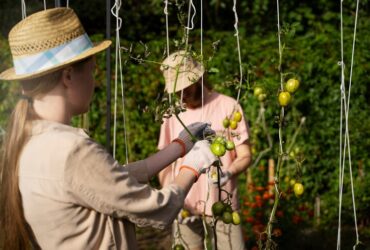 Confronto tra Agricoltura Verticale e Tradizionale