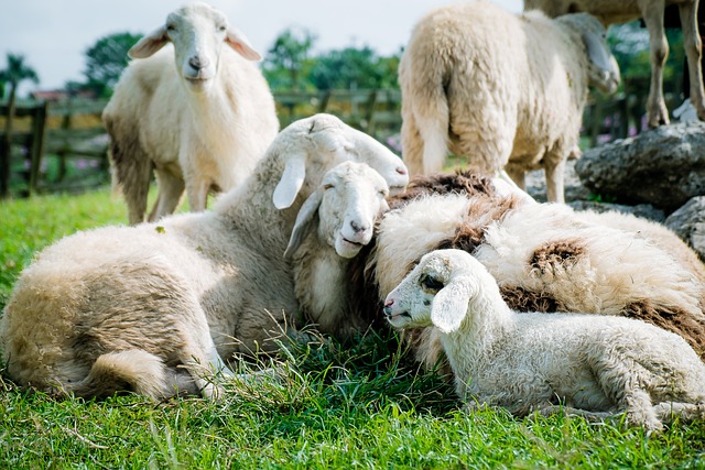 Agricoltura e Benessere Animale