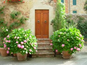 Pecorino di Pienza per pranzi estivi leggeri