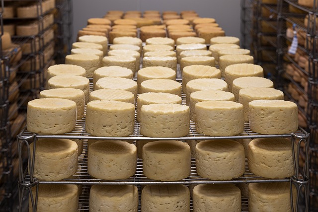 Produzione di pecorino con latte ovino biologico