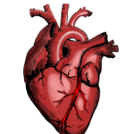 Pecorino e salute cardiovascolare