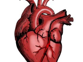 Pecorino e salute cardiovascolare