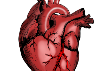 Pecorino e salute cardiovascolare