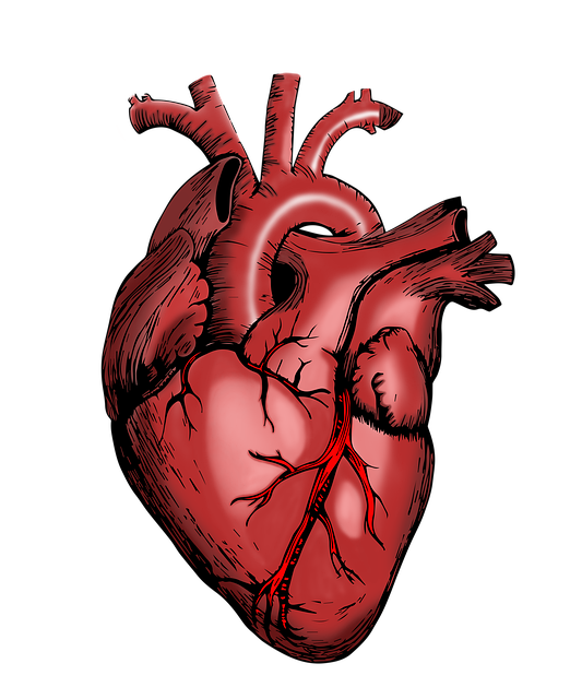 Pecorino e salute cardiovascolare