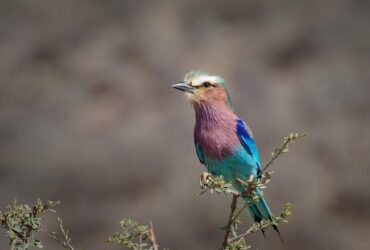 Pecorino stagionato a lungo