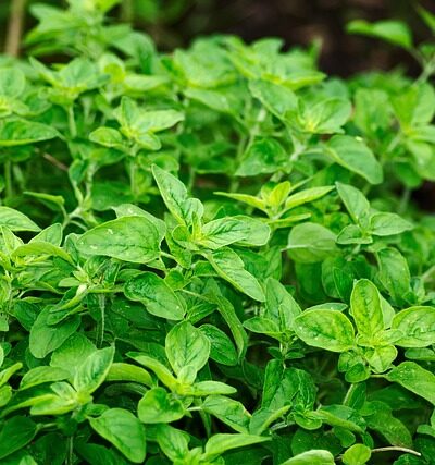 Pecorino di Pienza con erbe aromatiche fresche