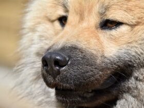 Pecorino con tartufo nero