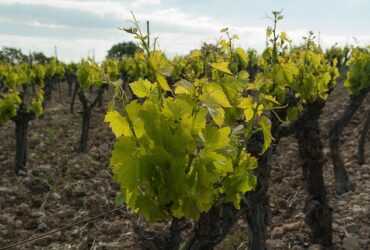 La figura del viticoltore nelle festività invernali