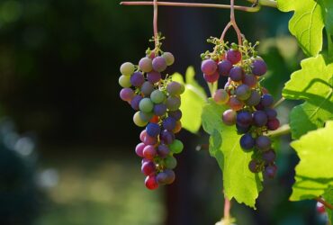 L'importanza della selezione delle uve nel vino invernale