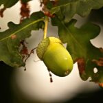 Il ruolo del tannino nella struttura del vino