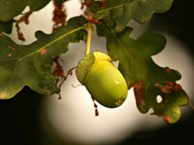 Il ruolo del tannino nella struttura del vino