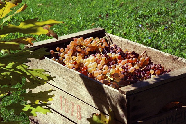 Il ruolo della macerazione nella vinificazione