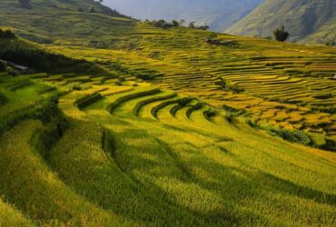 L'influenza del suolo vulcanico sui vini toscani