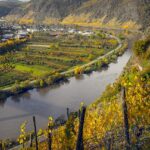 La figura dell'enologo nella produzione di vini biologici