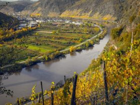 La figura dell'enologo nella produzione di vini biologici