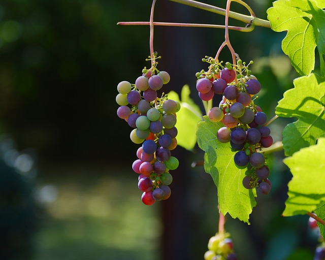 L'importanza della selezione delle uve nel vino invernale