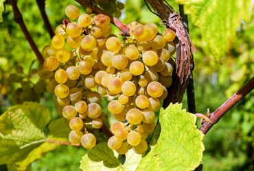 Vino e frutta